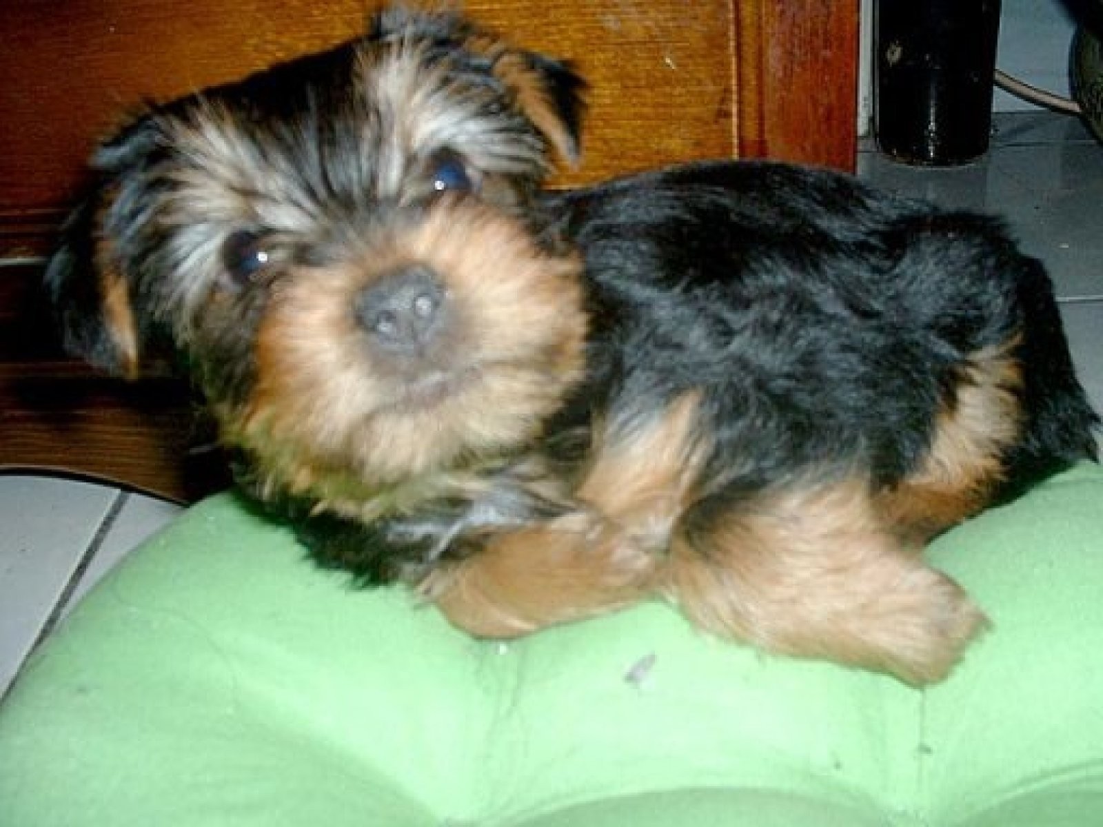 perro