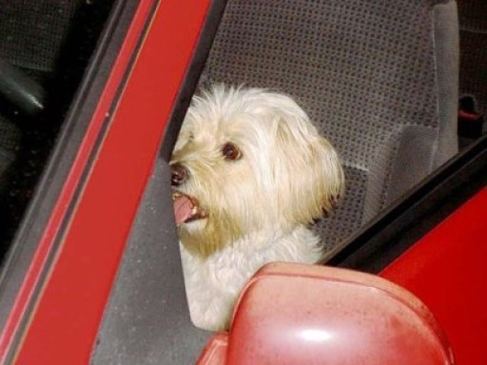 perro conductor
