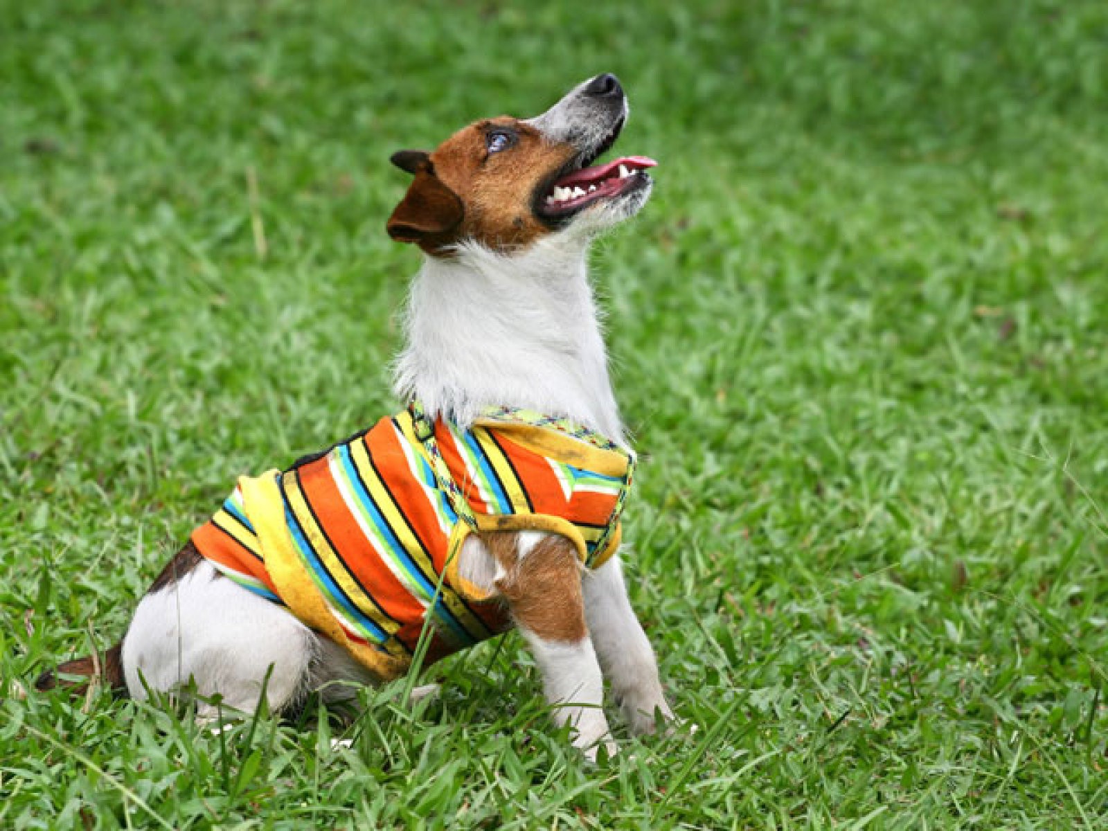 perro con camiseta