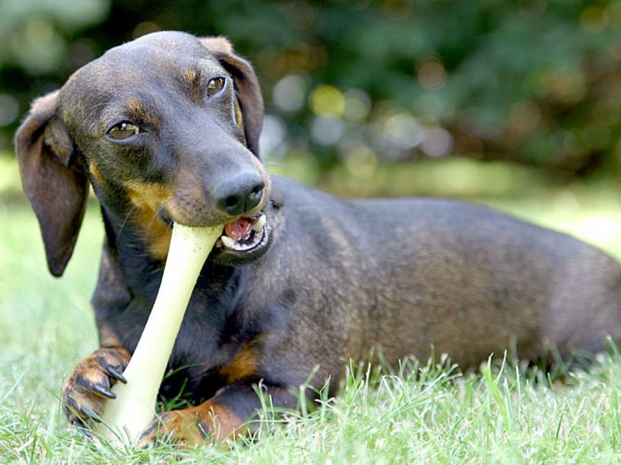 perro con hueso