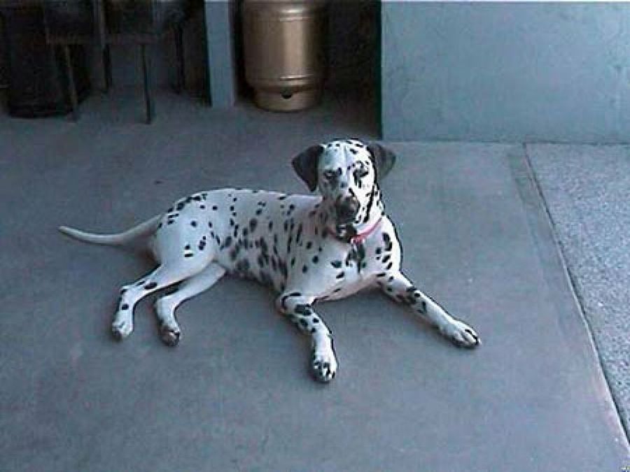 dálmata