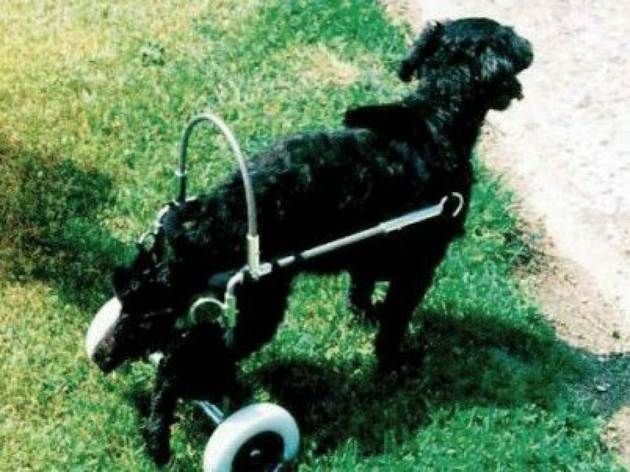 perro con silla de ruedas