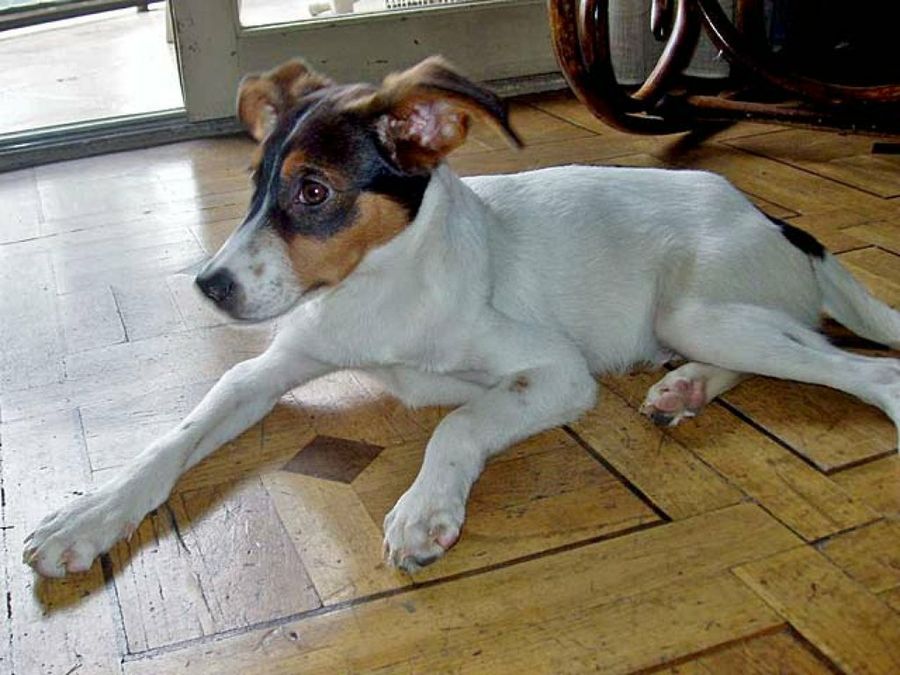 perro pequeño tumbado