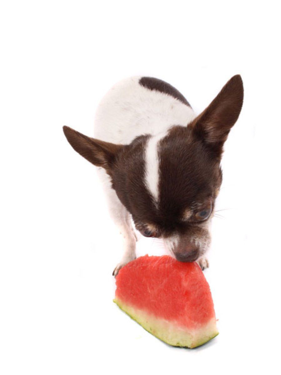 perro con sandia