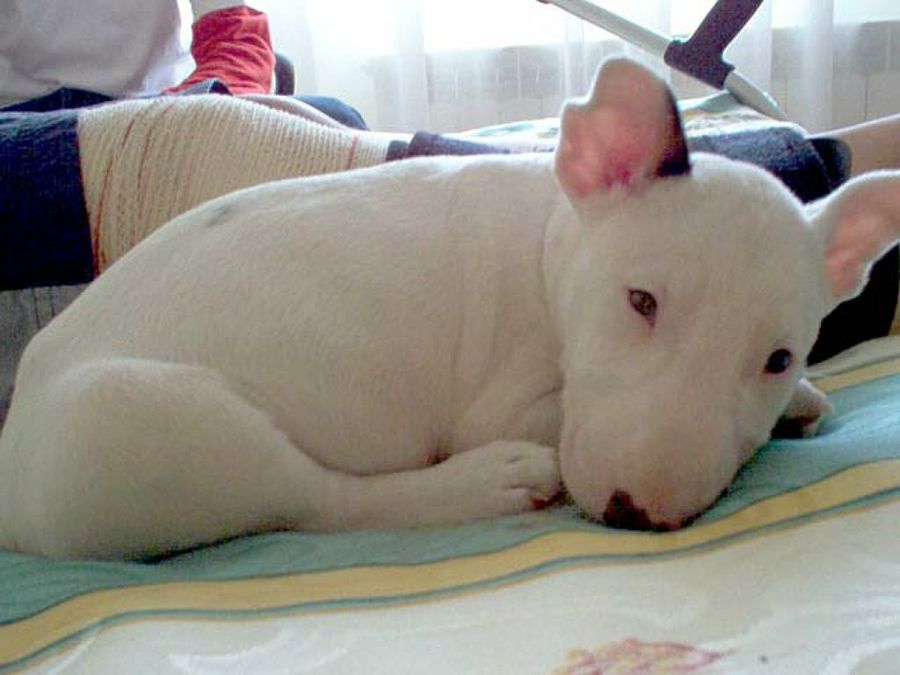 cachorro blanco