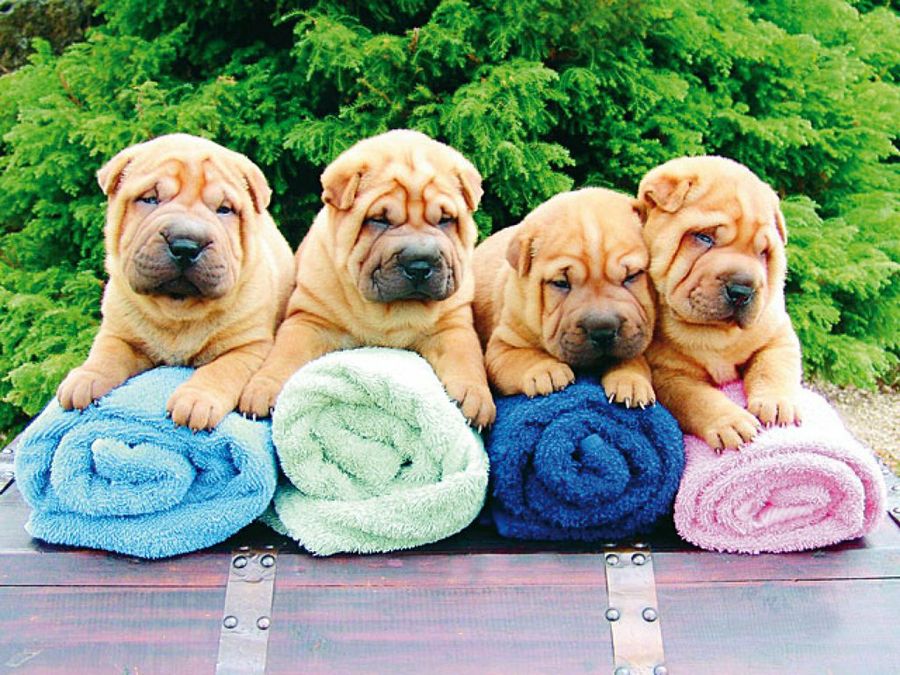 cachorros shar pei