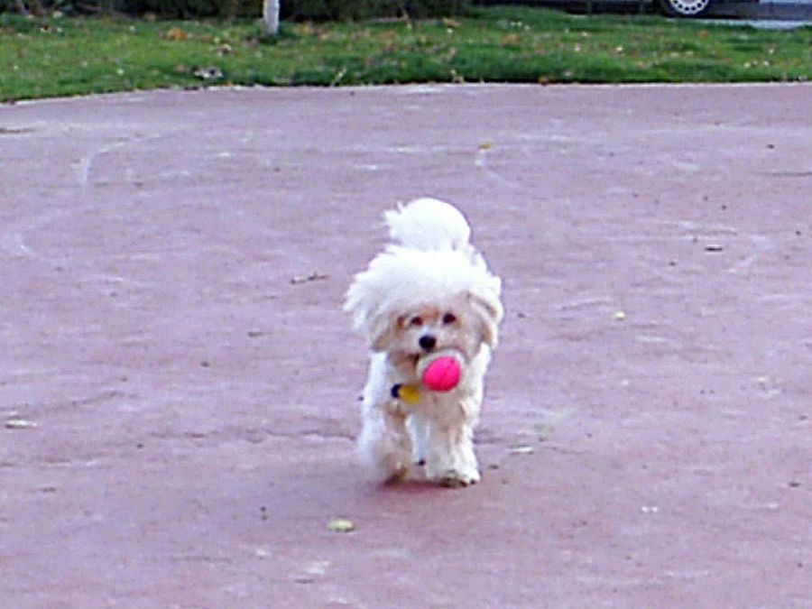 bichon jugando