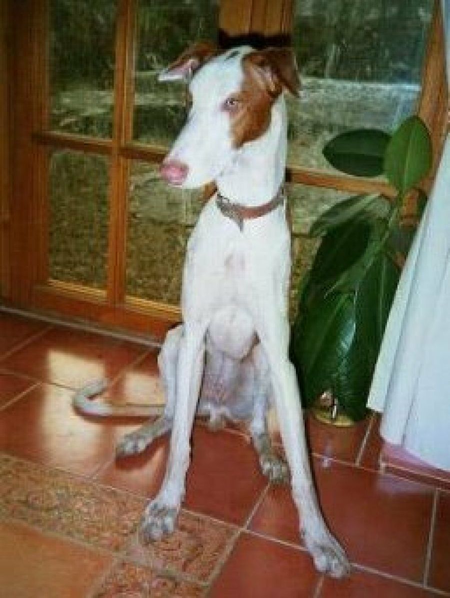 Podenco Ibicenco