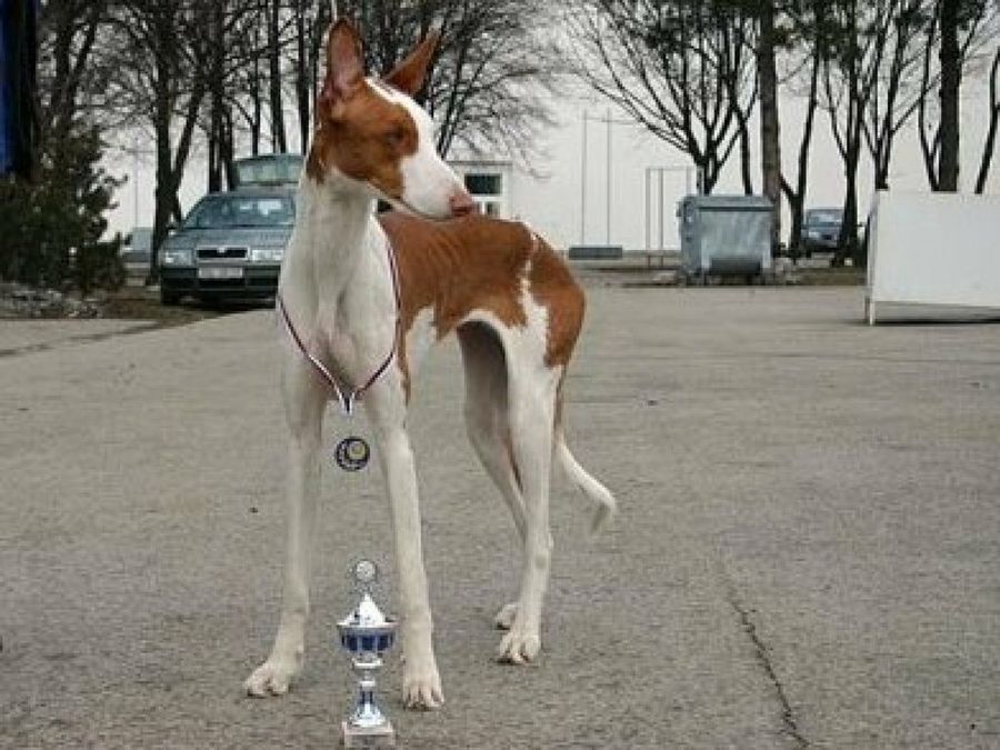 Podenco Ibicenco