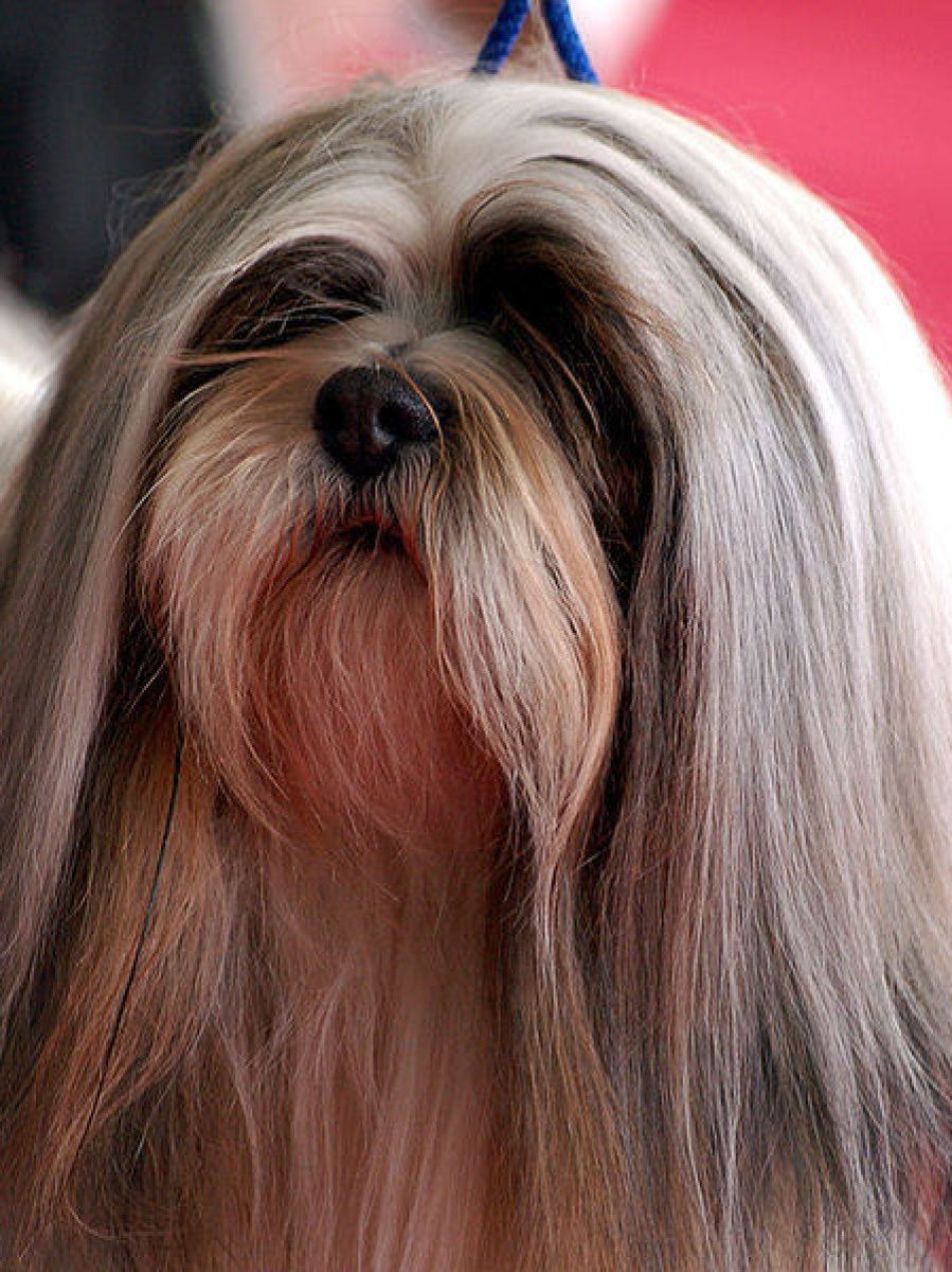 Lhasa Apso
