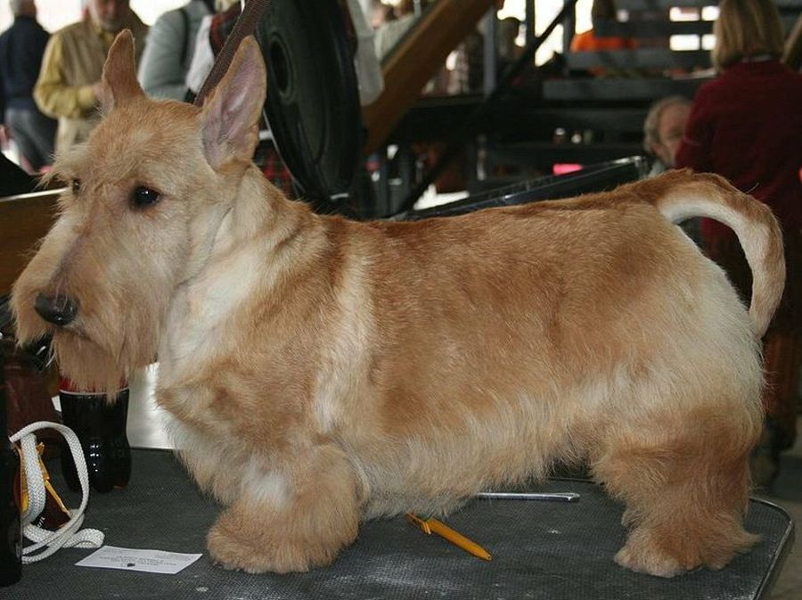 Scottish Terrier