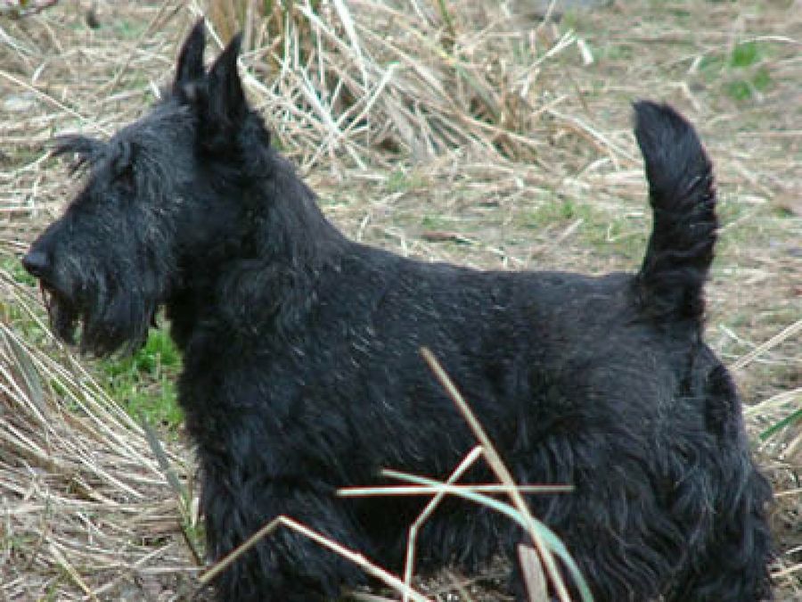 Scottish Terrier