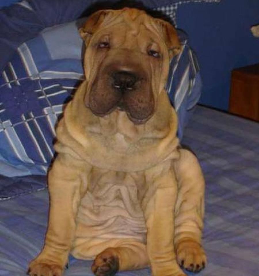 shar pei sentado