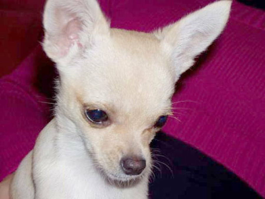 chihuahua blanco