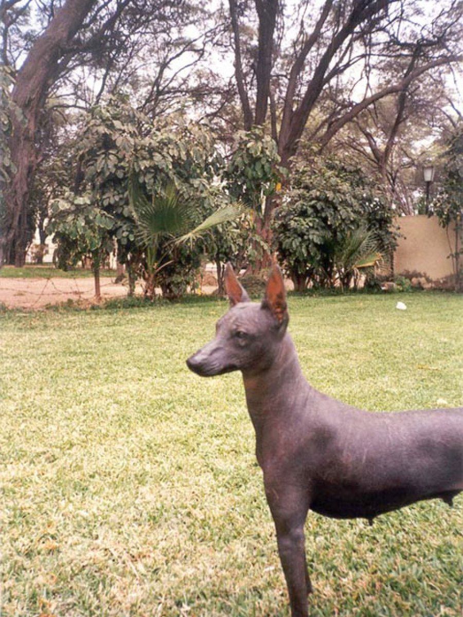 perro sin pelo