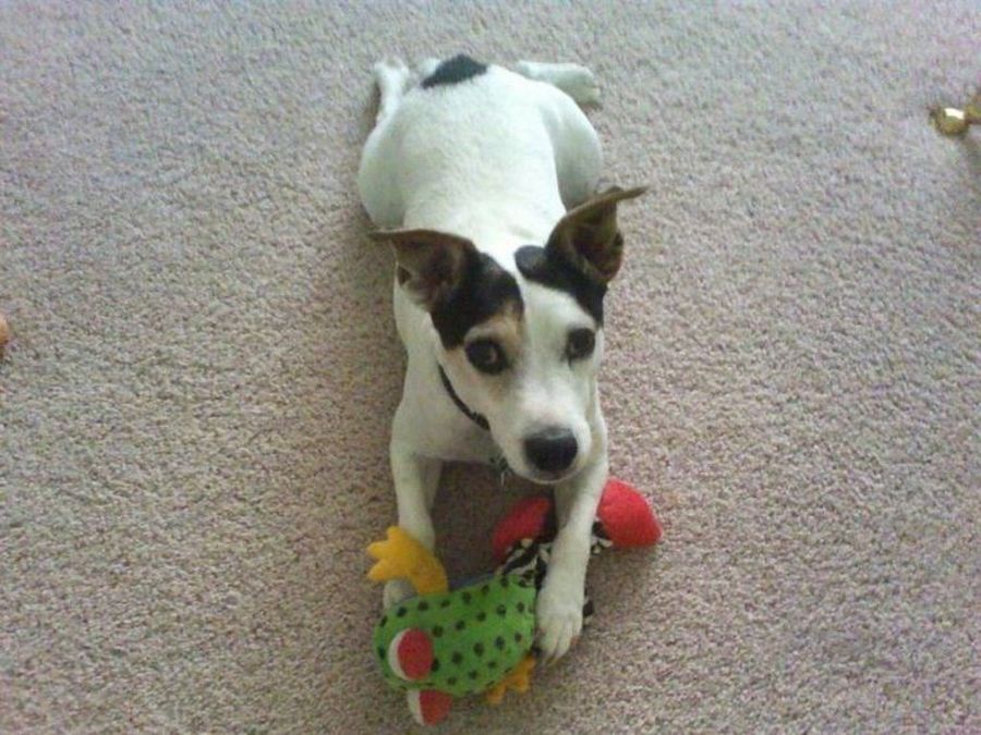 Jack Russell Terrier
