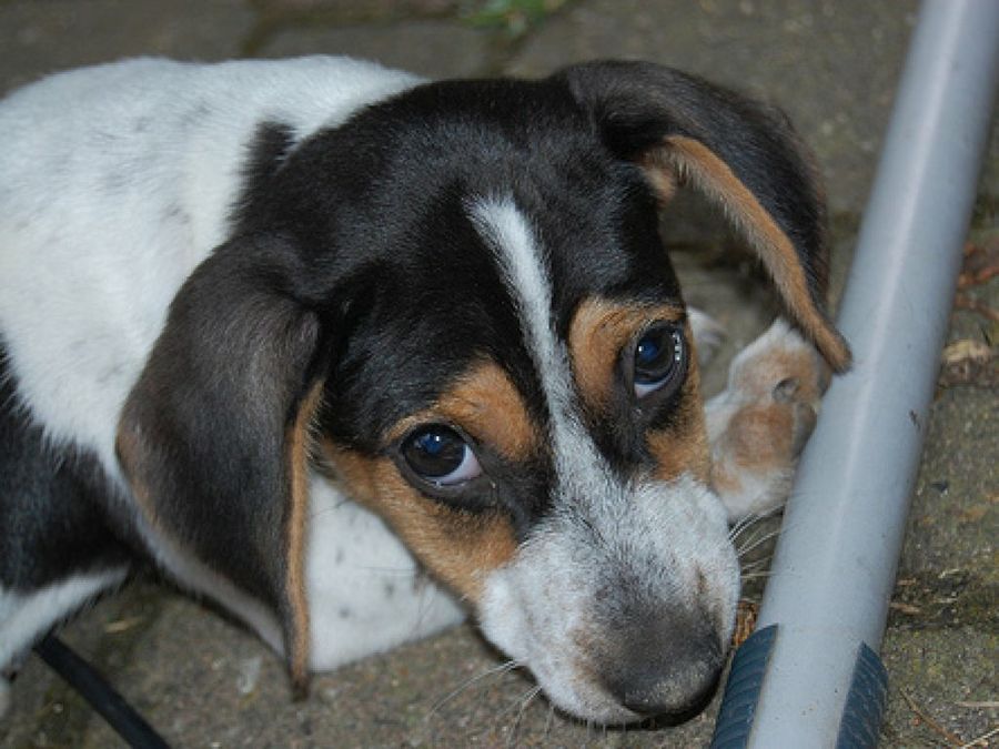 Jack Russell Terrier