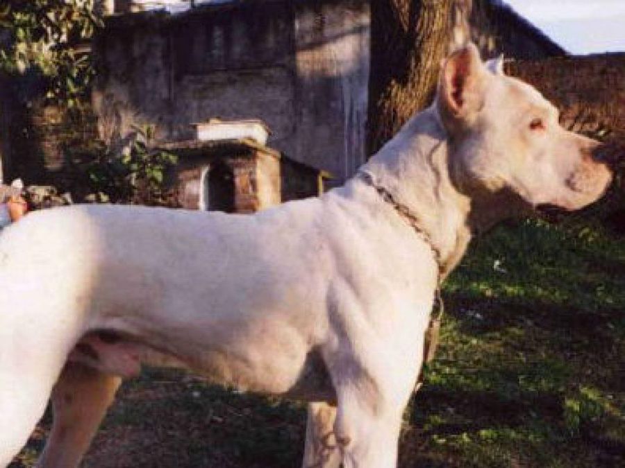 Dogo Argentino