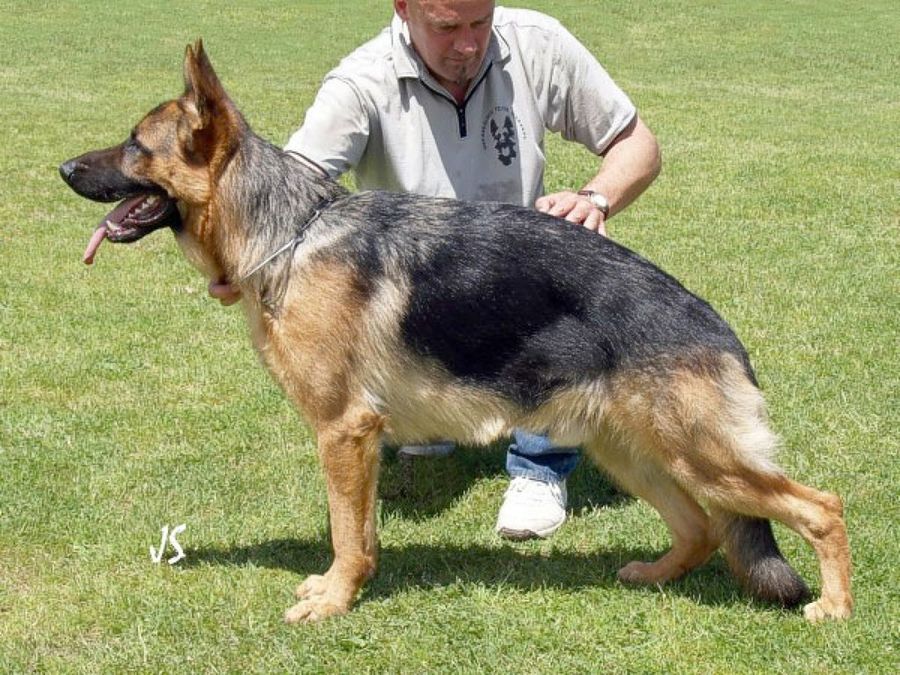 adiestrando pastor alemán
