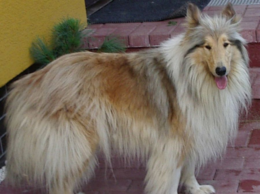 Collie