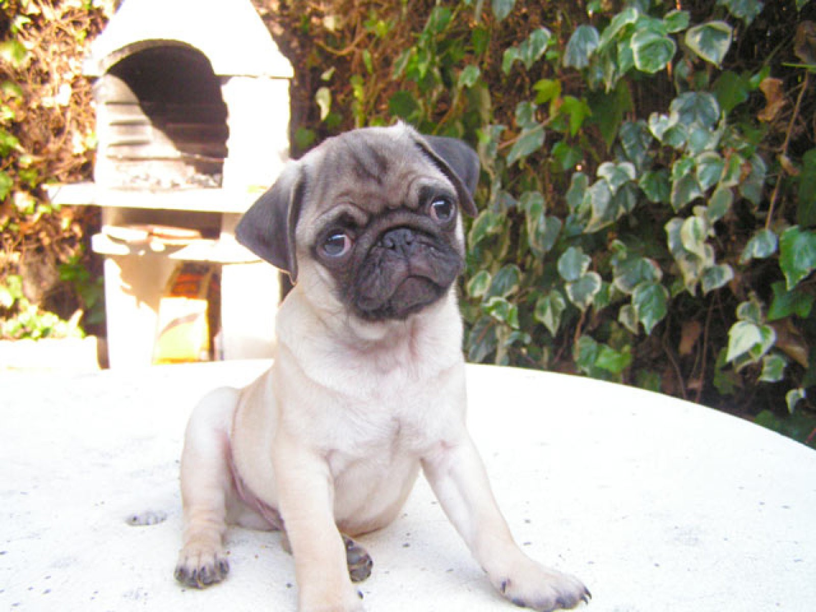 carlino sentado