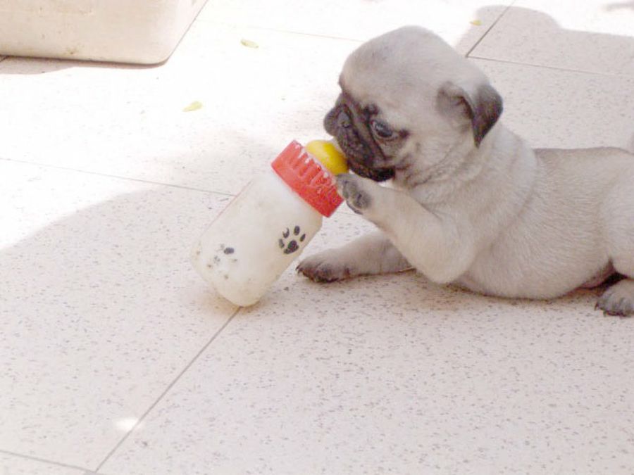 carlino con biberón