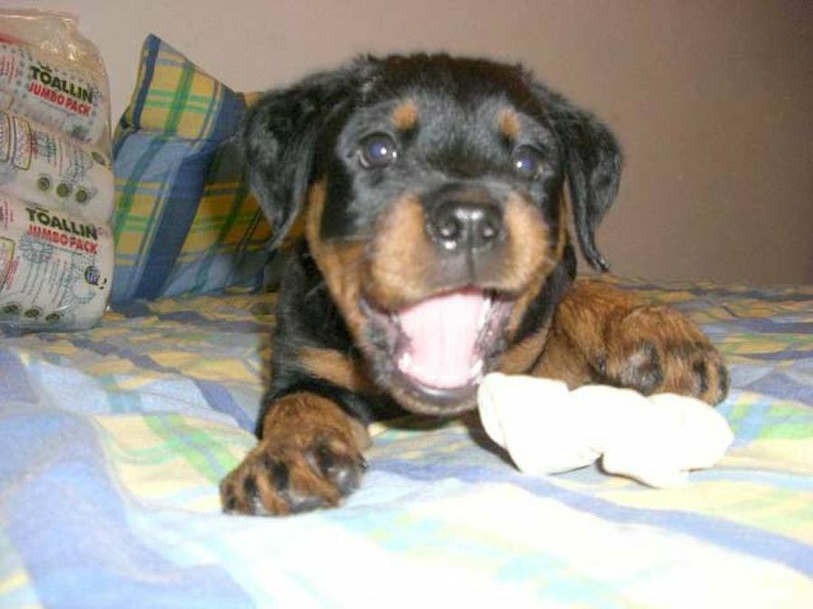 rottweiler