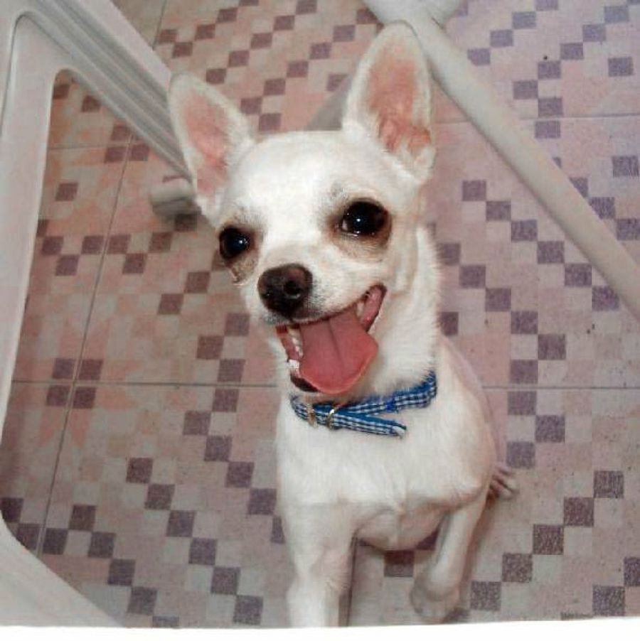 perro pequeño blanco