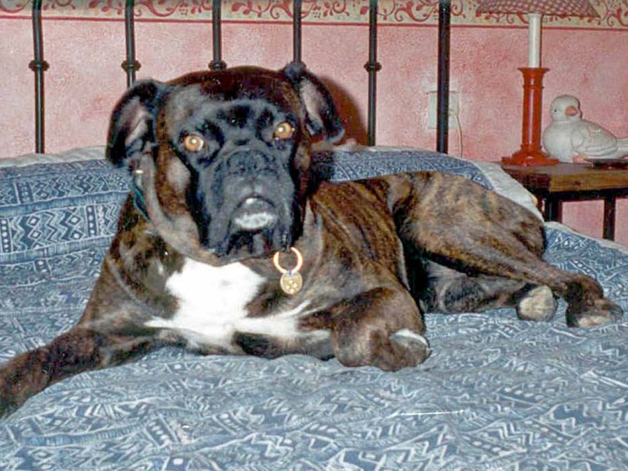 perro tumbado en la cama