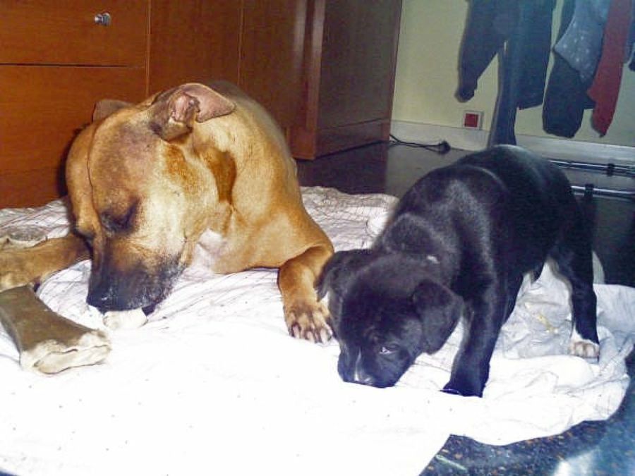 perro grande y cachorro