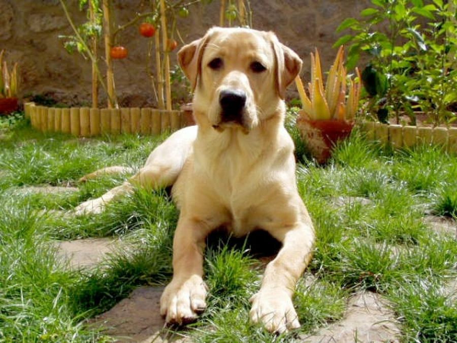 labrador