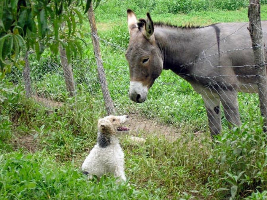 burro y perro