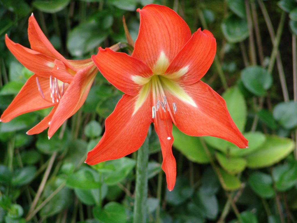 La Amaryllis | Plantas