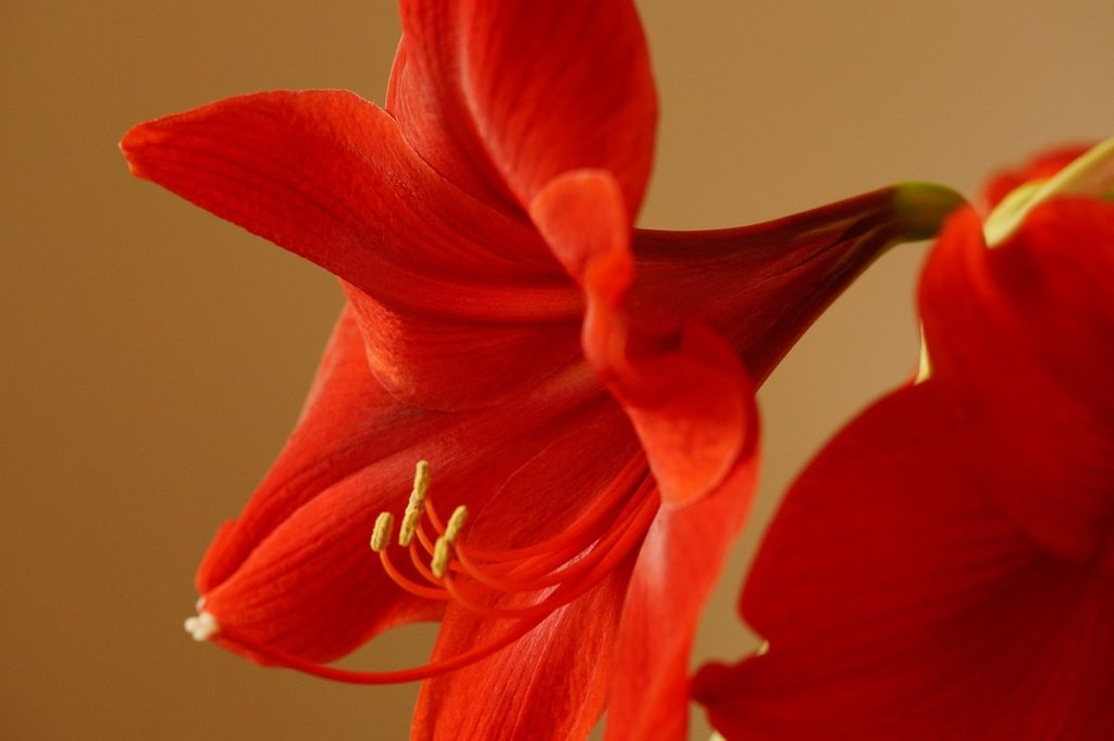 La Amaryllis | Plantas