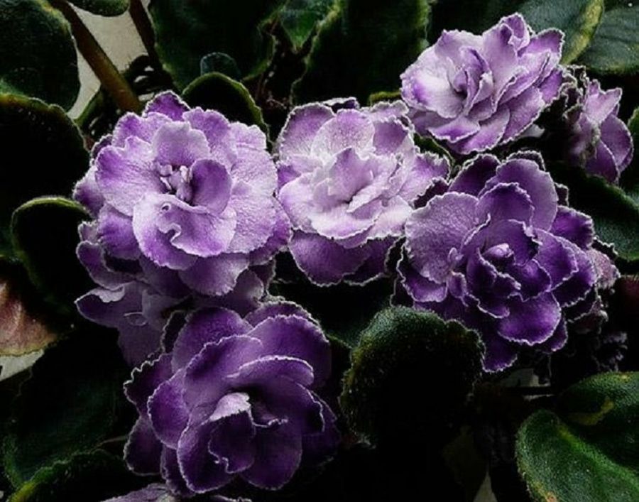 La violeta africana y sus variados colores | Plantas
