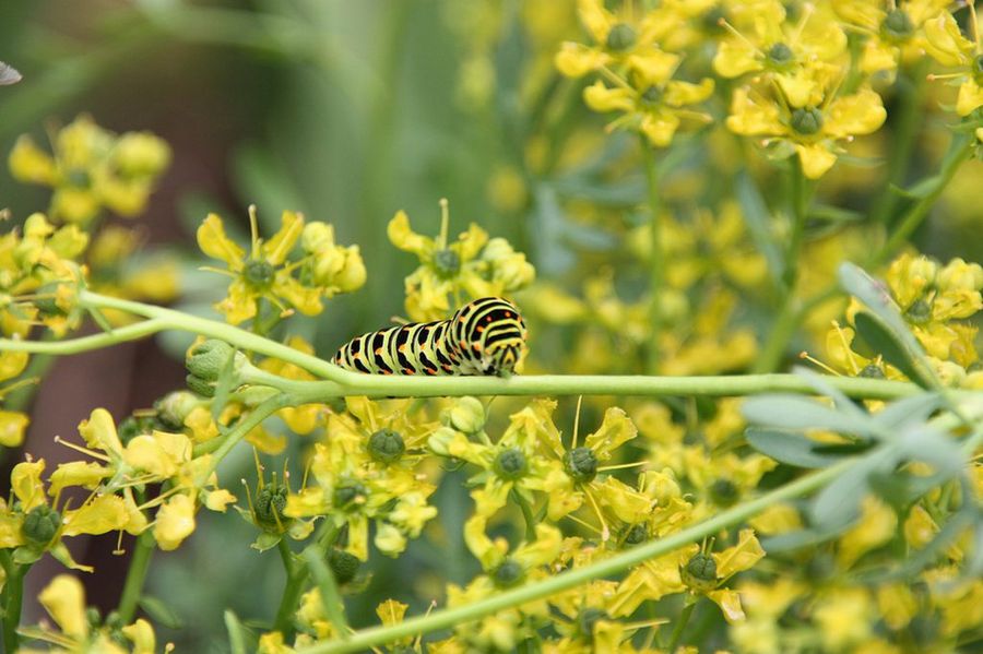 Ruda Eficaz Pero Con Prudencia Plantas