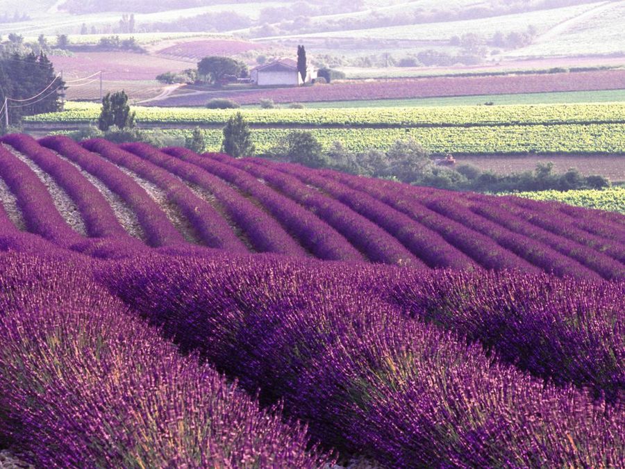 Campos de lavanda