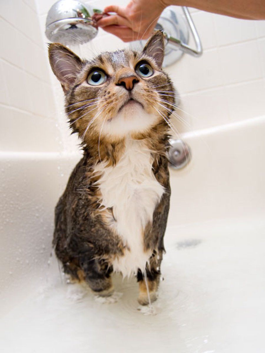 gato ducha