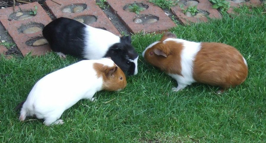 Cómo hacer una casa para cobayas | Mascotas