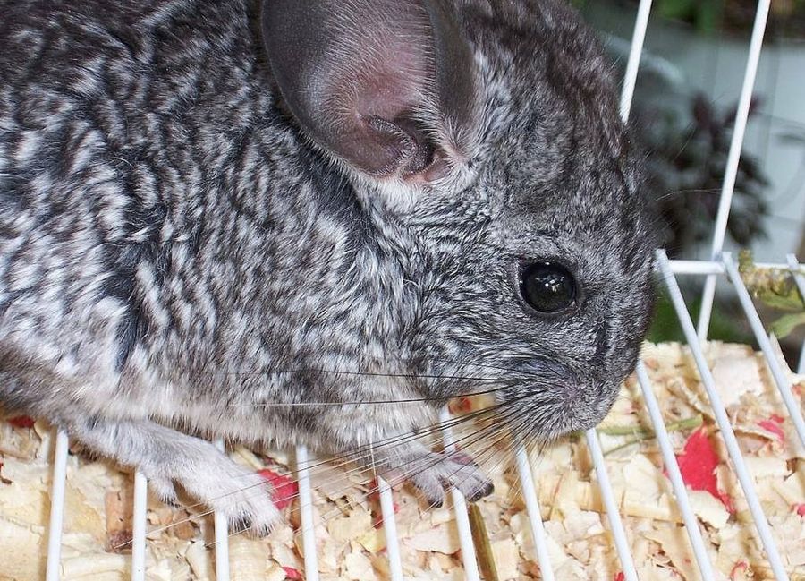Chinchilla