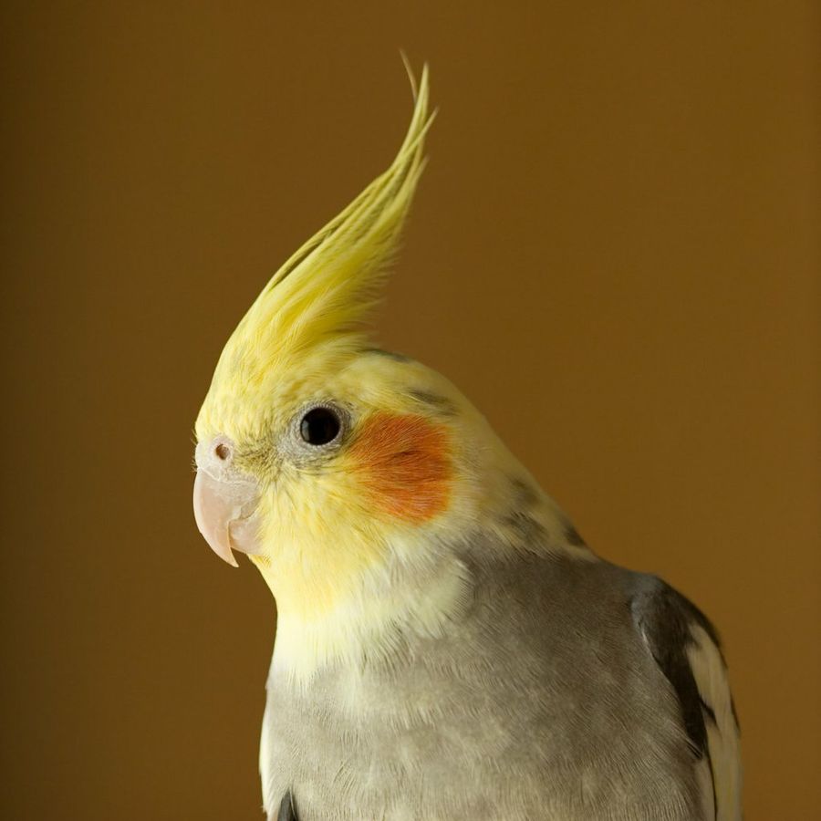 Pájaro