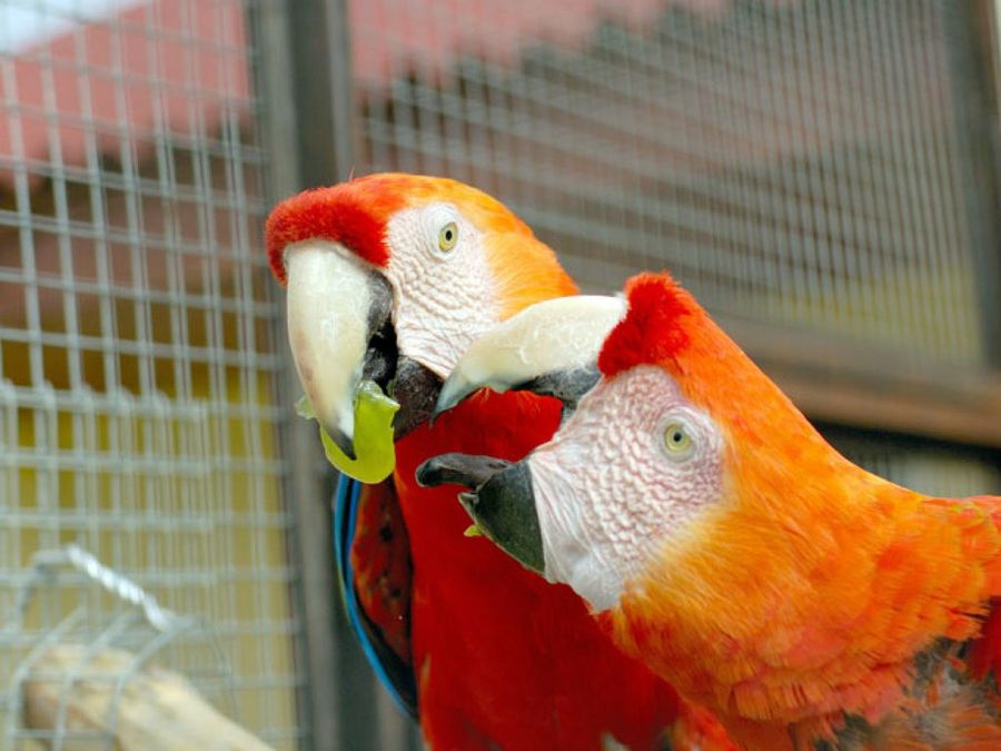 loros en la jaula
