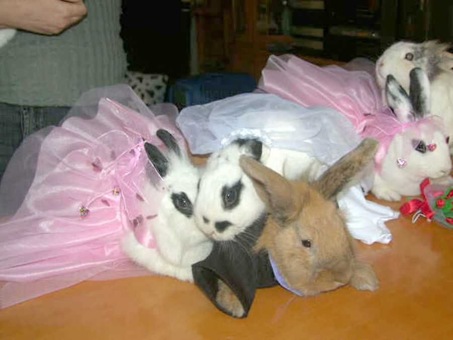 conejos de boda