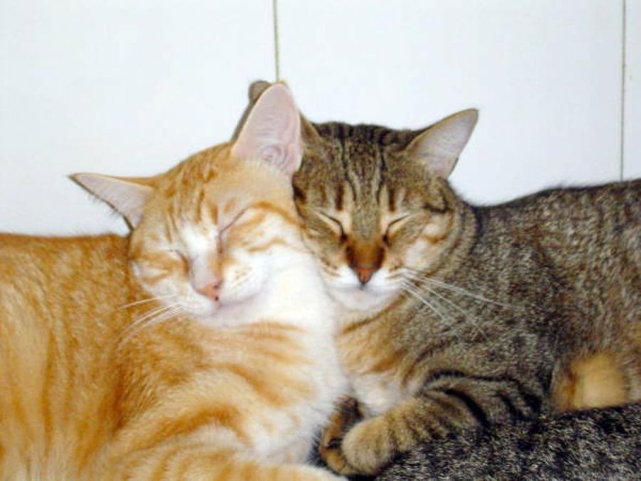 gatos durmiendo