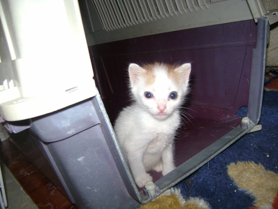 gatito en transportín