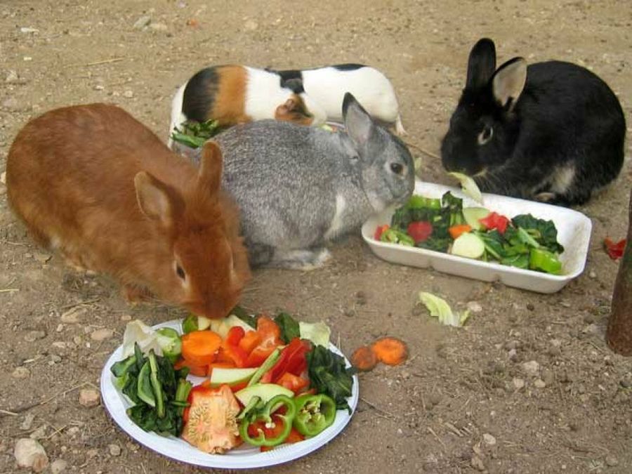 conejos comiendo