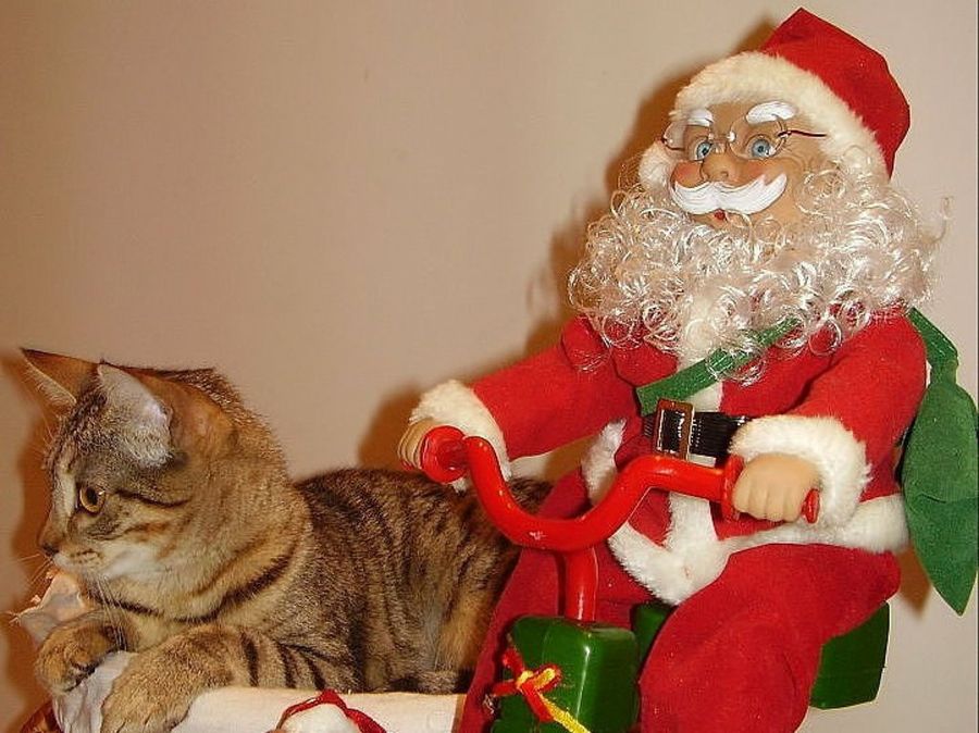 Gato y Papa Noel