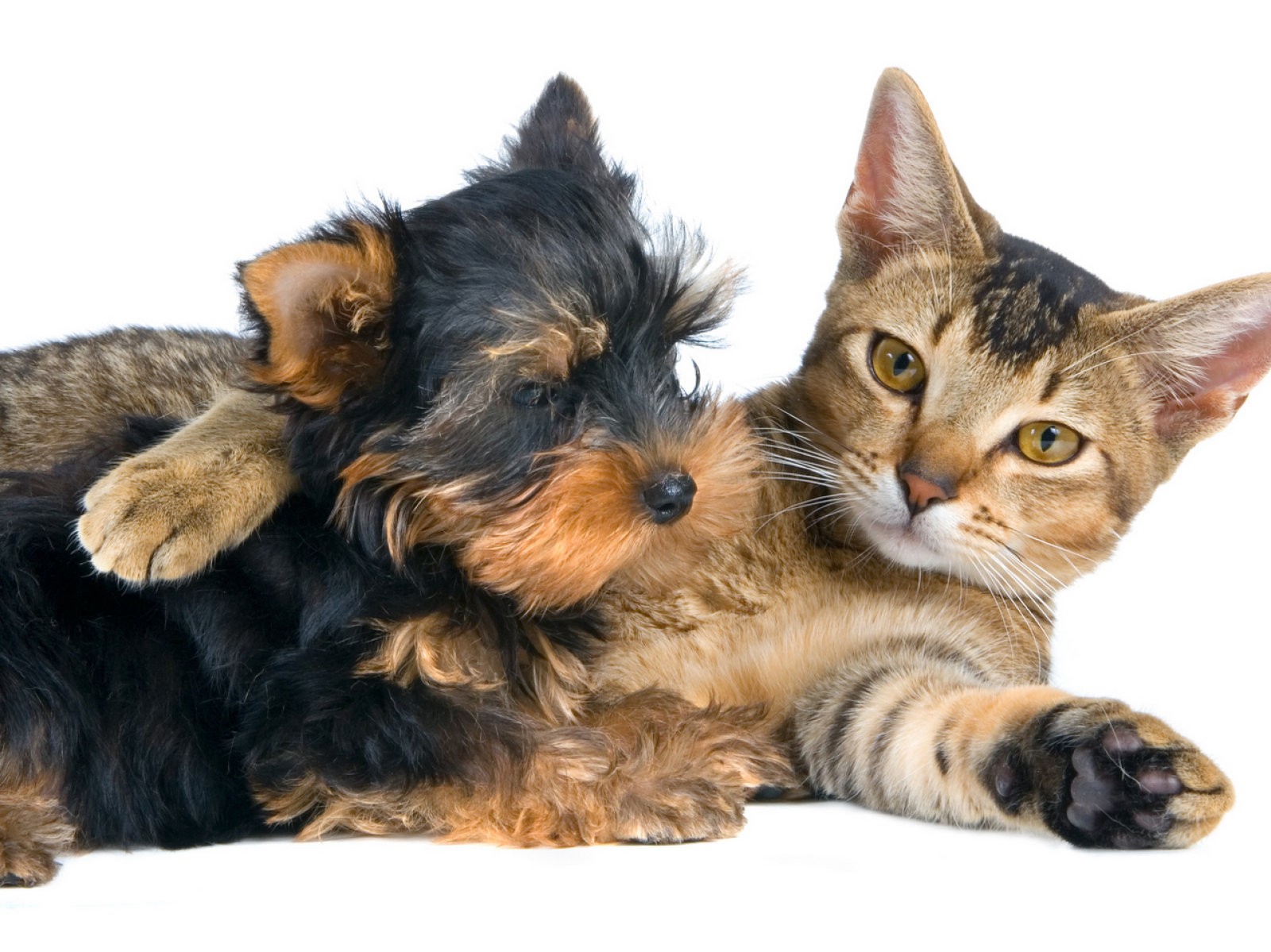 ¿Perros y gatos conviviendo?