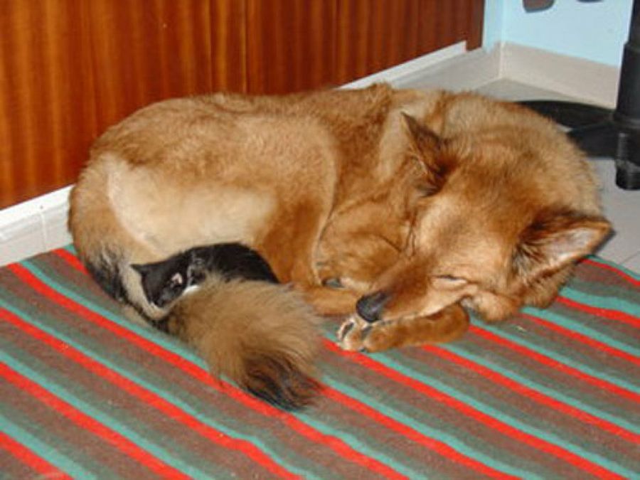 perro y gato durmiendo