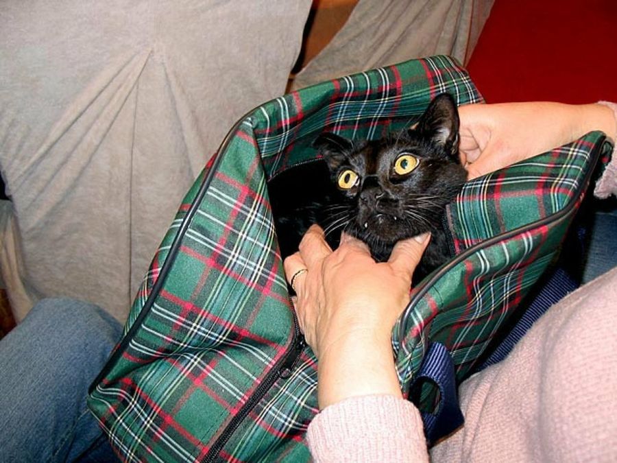 gato en bolsa de viaje